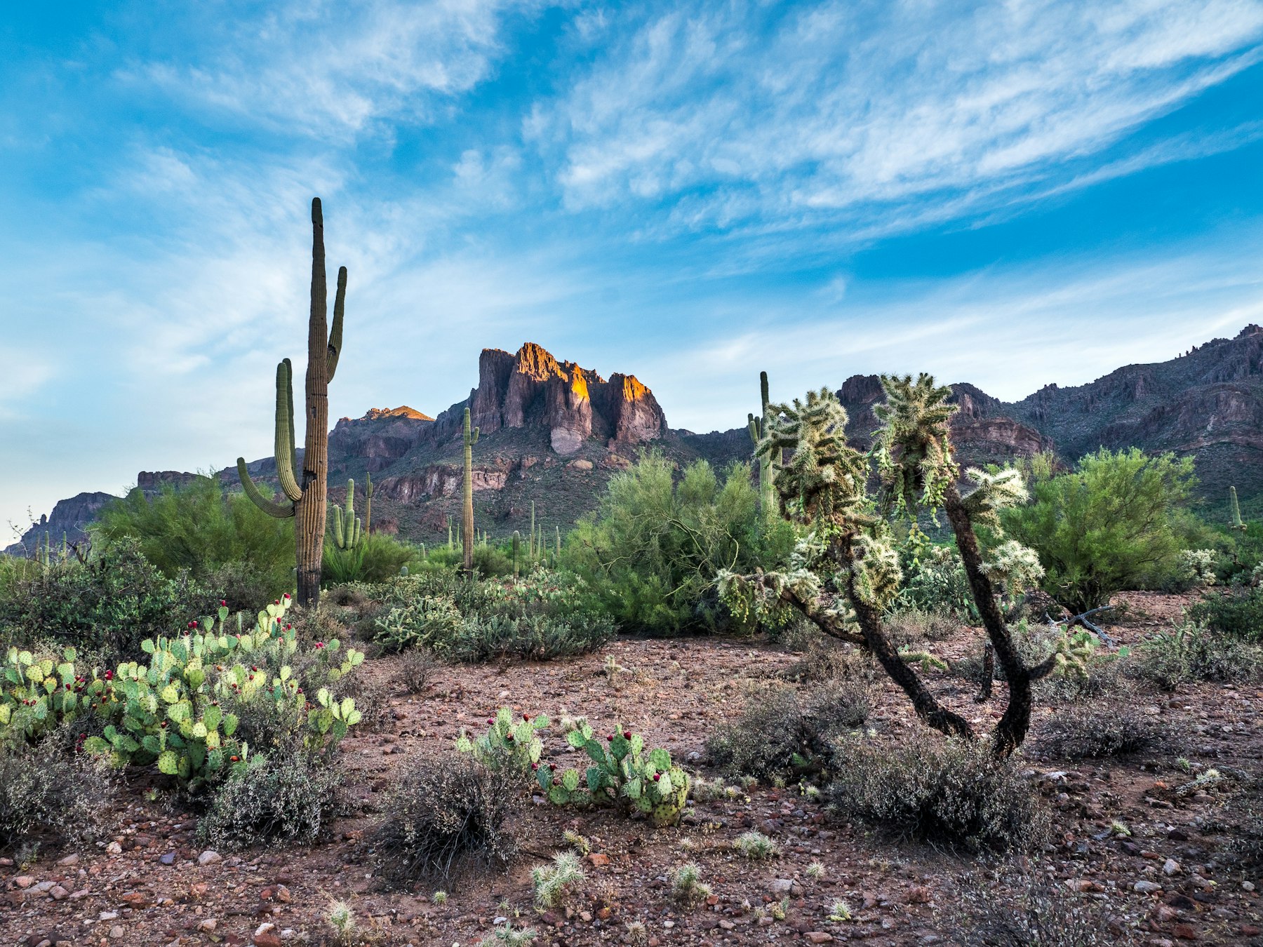 Sonoran desert with saguaro, cholla and prickly pear cactus in front of the rugged Superstition Mountains at golden hour.