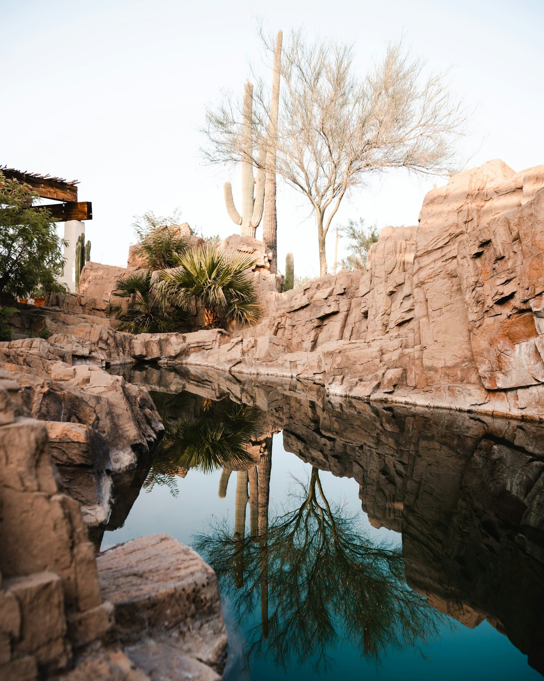 A still rock-edged pool mirroring saguaro cactus, palo verde and desert palms in warm early light, with a timber pergola at the edge.