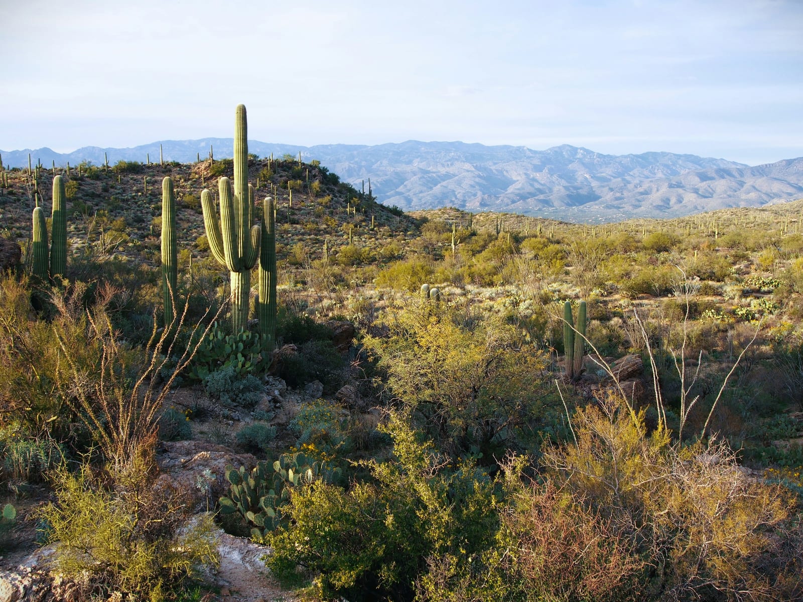 Queen Creek, Arizona ambience: a Sonoran hillside of saguaro and ocotillo on wide screens, a lit pool at a stucco home at night on phones.